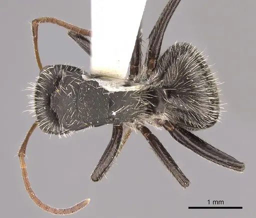 Camponotus senex specimen CASENT0217701 image casent0217701_1