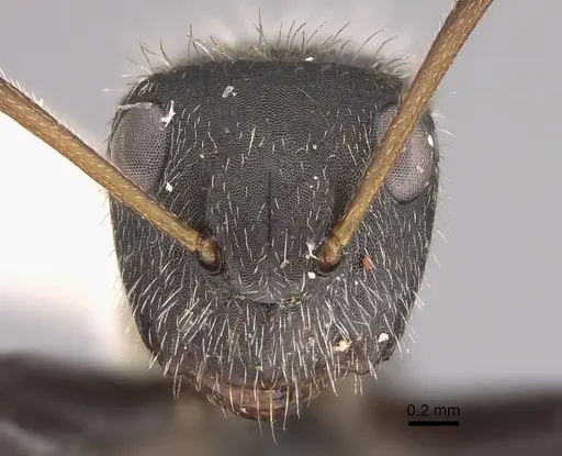 Camponotus senex specimen CASENT0217701 image casent0217701_2