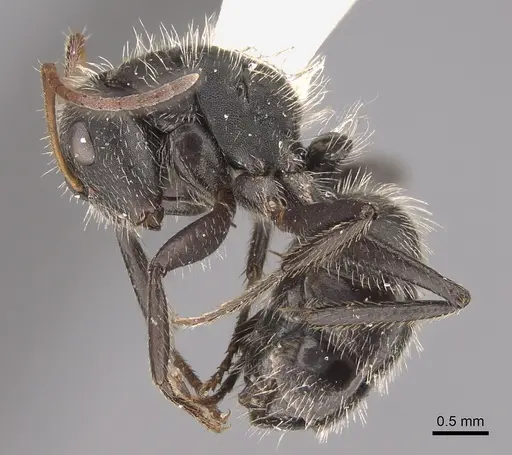 Camponotus senex specimen CASENT0217701 image casent0217701_3