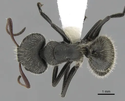 Camponotus senex specimen CASENT0280095 image casent0280095_1