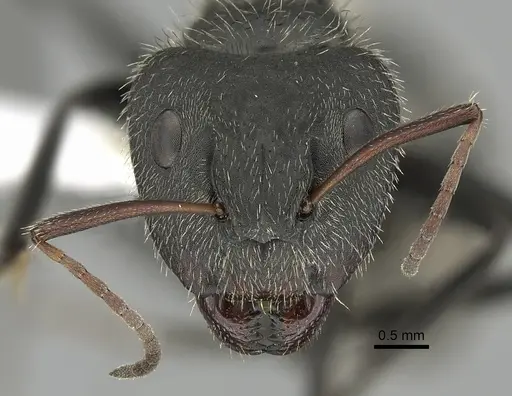 Camponotus senex specimen CASENT0280095 image casent0280095_2