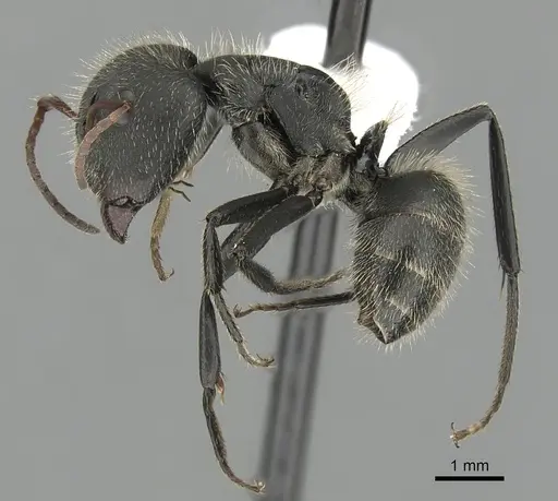 Camponotus senex specimen CASENT0280095 image casent0280095_3