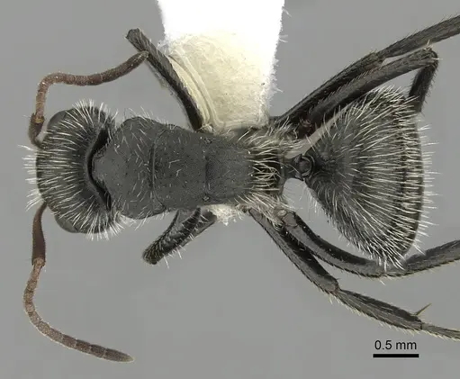Camponotus senex specimen CASENT0280096 image casent0280096_1