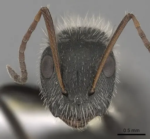 Camponotus senex specimen CASENT0280096 image casent0280096_2