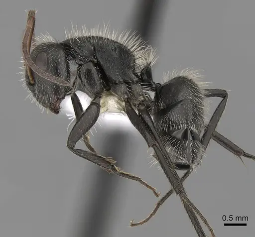 Camponotus senex specimen CASENT0280096 image casent0280096_3