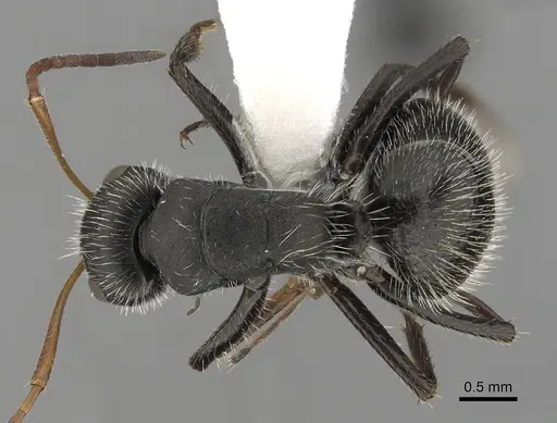 Camponotus senex specimen CASENT0280102 image casent0280102_1