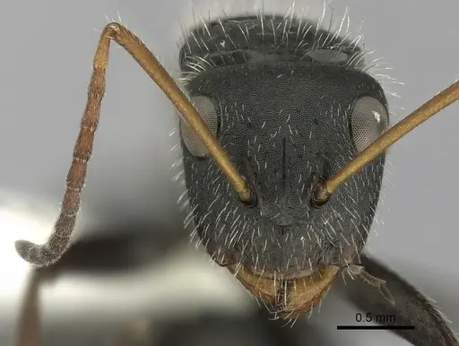 Camponotus senex specimen CASENT0280102 image casent0280102_2