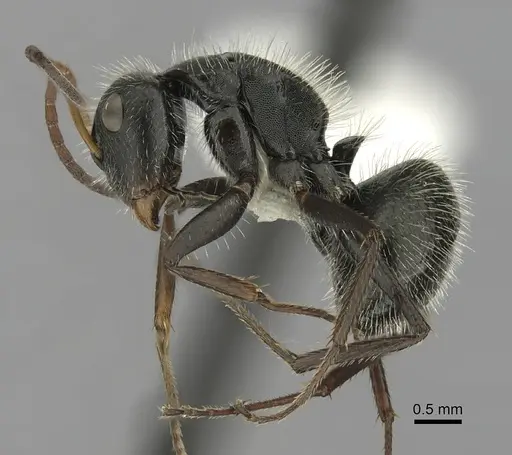 Camponotus senex specimen CASENT0280102 image casent0280102_3