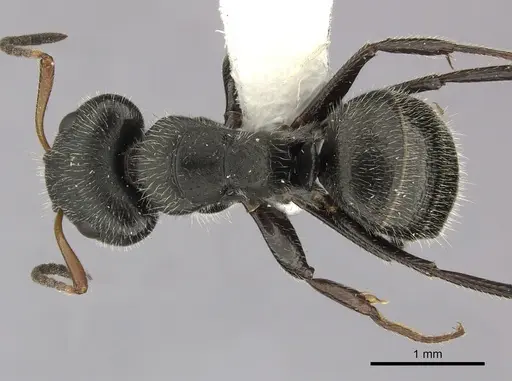Camponotus senex specimen CASENT0619239 image casent0619239_1