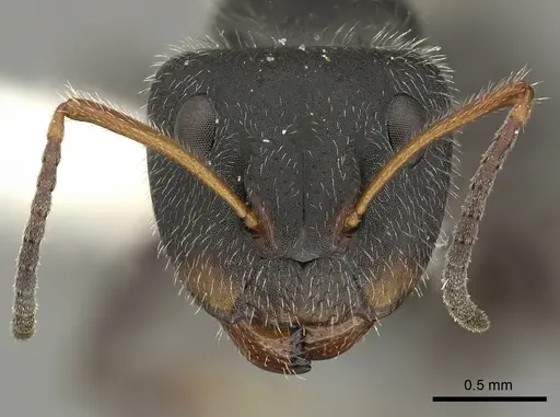 Camponotus senex specimen CASENT0619239 image casent0619239_2