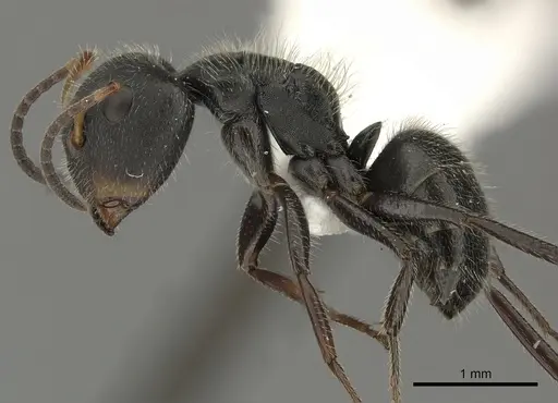 Camponotus senex specimen CASENT0619239 image casent0619239_3