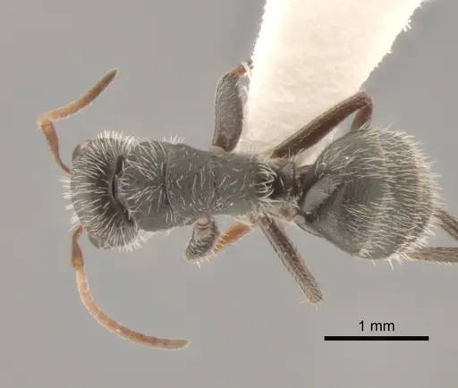 Camponotus senex specimen CASENT0882303 image casent0882303_1
