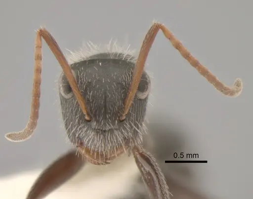 Camponotus senex specimen CASENT0882303 image casent0882303_2