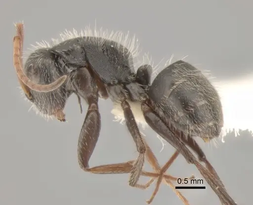 Camponotus senex specimen CASENT0882303 image casent0882303_3
