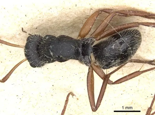 Camponotus senex specimen CASENT0903636 image casent0903636_1