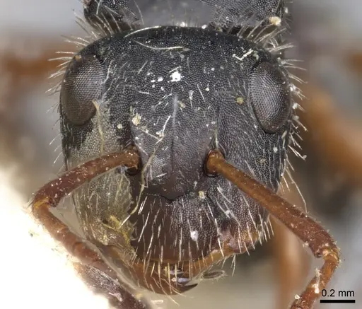 Camponotus senex specimen CASENT0903636 image casent0903636_2
