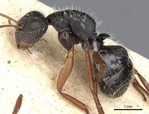 Camponotus senex specimen CASENT0903636 image casent0903636_3