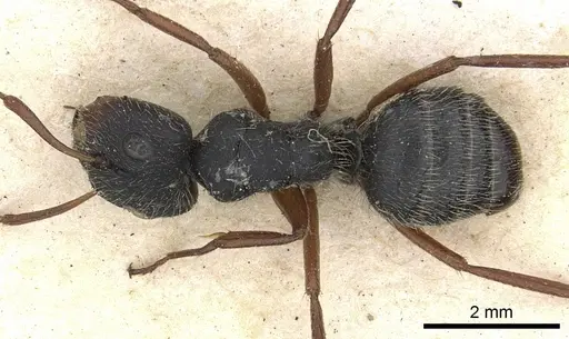 Camponotus senex specimen CASENT0903637 image casent0903637_1