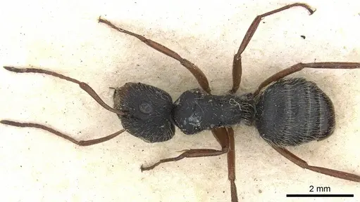 Camponotus senex specimen CASENT0903637 image casent0903637_2