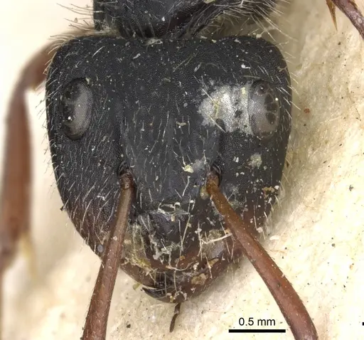 Camponotus senex specimen CASENT0903637 image casent0903637_3