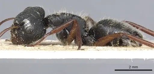 Camponotus senex specimen CASENT0903637 image casent0903637_4