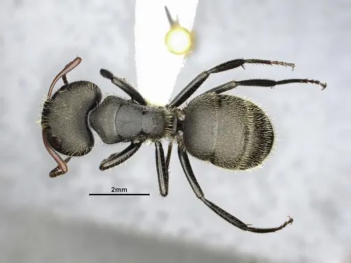 Camponotus senex specimen CASENT4032249 image casent4032249_1