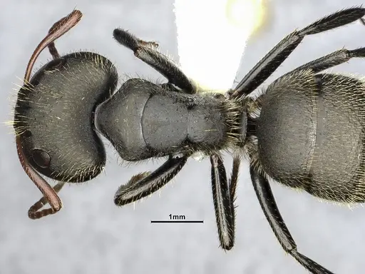 Camponotus senex specimen CASENT4032249 image casent4032249_2