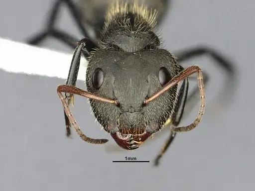 Camponotus senex specimen CASENT4032249 image casent4032249_3