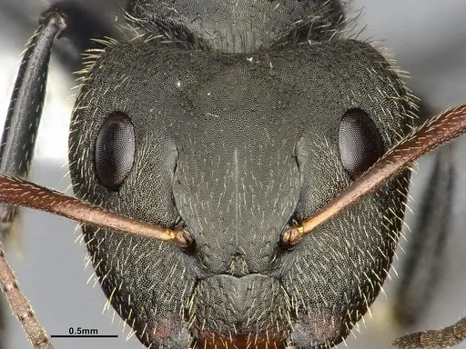 Camponotus senex specimen CASENT4032249 image casent4032249_4