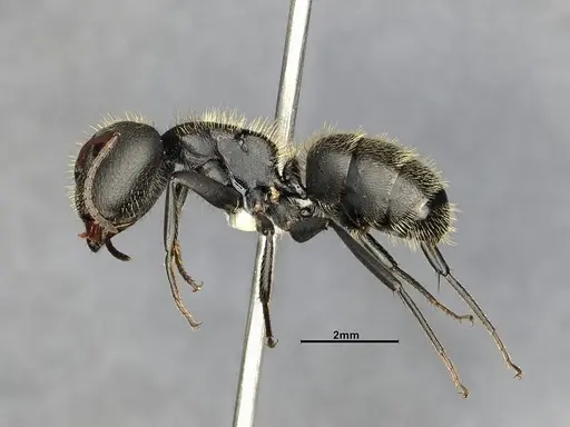 Camponotus senex specimen CASENT4032249 image casent4032249_5