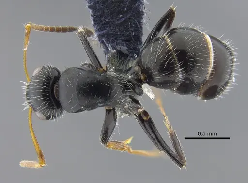 Camponotus senex specimen CBUMAGENT41775 image cbumagent41775_1