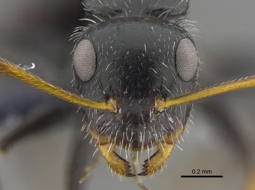Camponotus senex specimen CBUMAGENT41775 image cbumagent41775_2