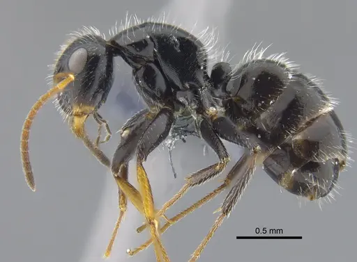 Camponotus senex specimen CBUMAGENT41775 image cbumagent41775_3