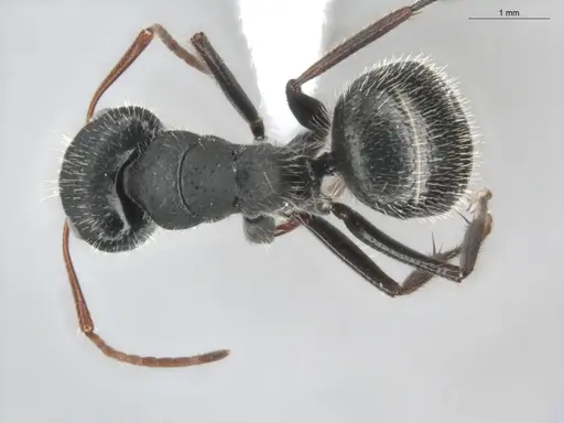 Camponotus senex specimen ECOFOG-OI17-0216-05 image ecofog-oi17-0216-05_1