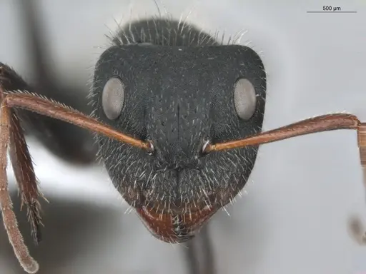Camponotus senex specimen ECOFOG-OI17-0216-05 image ecofog-oi17-0216-05_2