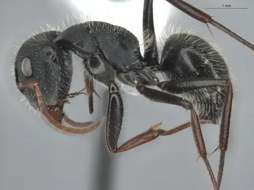 Camponotus senex specimen ECOFOG-OI17-0216-05 image ecofog-oi17-0216-05_3