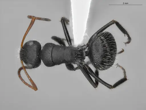 Camponotus senex specimen ECOFOG-SAV18-0036-04 image ecofog-sav18-0036-04_1