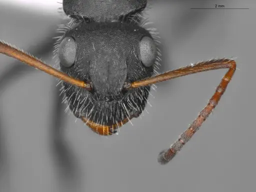 Camponotus senex specimen ECOFOG-SAV18-0036-04 image ecofog-sav18-0036-04_2