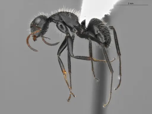 Camponotus senex specimen ECOFOG-SAV18-0036-04 image ecofog-sav18-0036-04_3