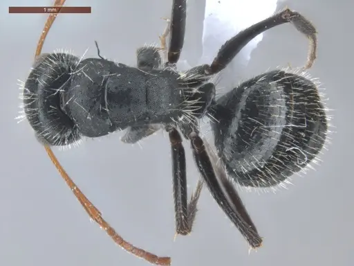 Camponotus senex specimen ECOFOG-SAV18-0405-07 image ecofog-sav18-0405-07_1