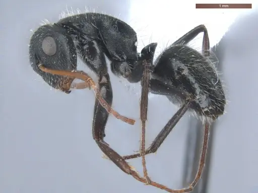 Camponotus senex specimen ECOFOG-SAV18-0405-07 image ecofog-sav18-0405-07_3
