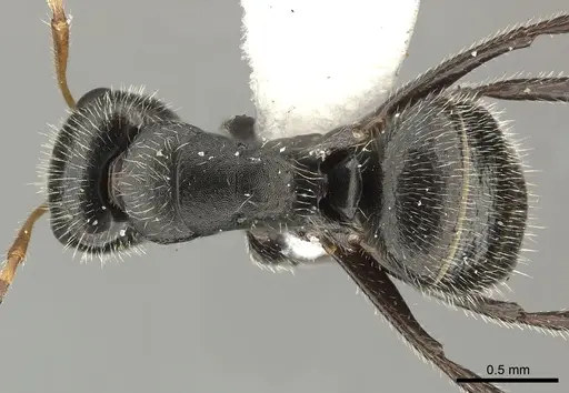 Camponotus senex specimen INBIOCRI002280890 image inbiocri002280890_1