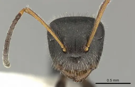 Camponotus senex specimen INBIOCRI002280890 image inbiocri002280890_2