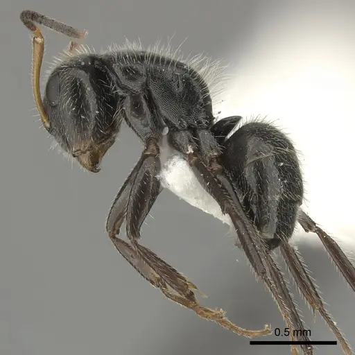 Camponotus senex specimen INBIOCRI002280890 image inbiocri002280890_3