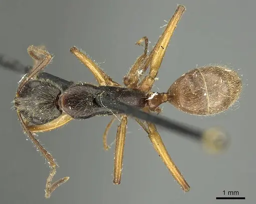 Camponotus sericatus specimen CASENT0915803 image casent0915803_1