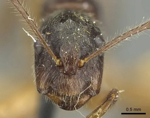 Camponotus sericatus specimen CASENT0915803 image casent0915803_2