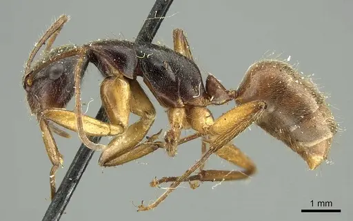 Camponotus sericatus specimen CASENT0915803 image casent0915803_3