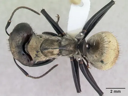 Camponotus sericeiventris specimen CASENT0173450 image casent0173450_1