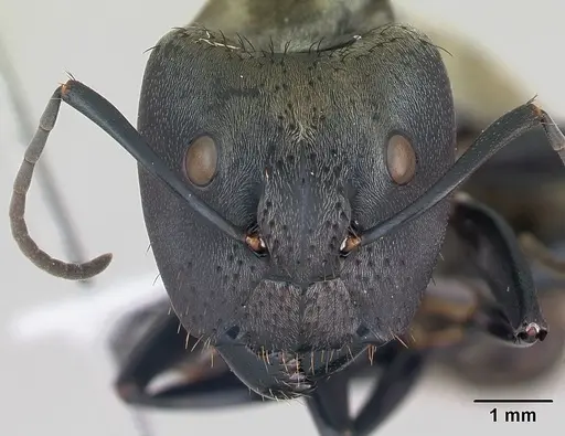 Camponotus sericeiventris specimen CASENT0173450 image casent0173450_2
