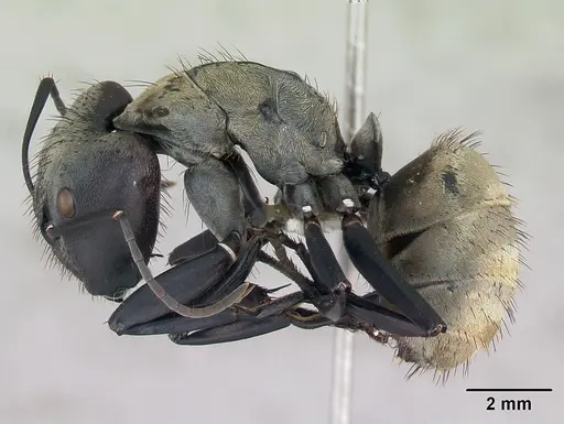 Camponotus sericeiventris specimen CASENT0173450 image casent0173450_3